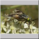 Chrysops relictus - Bremse w07.jpg